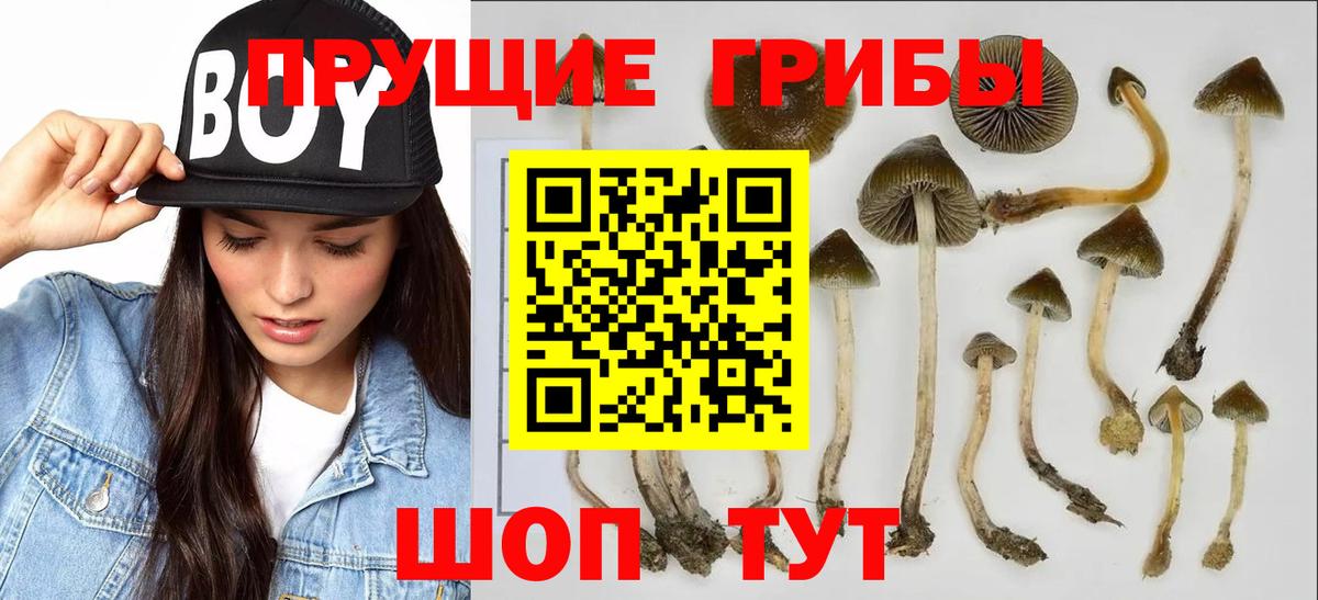 Галлюциногенные грибы Psilocybine cubensis Еманжелинск